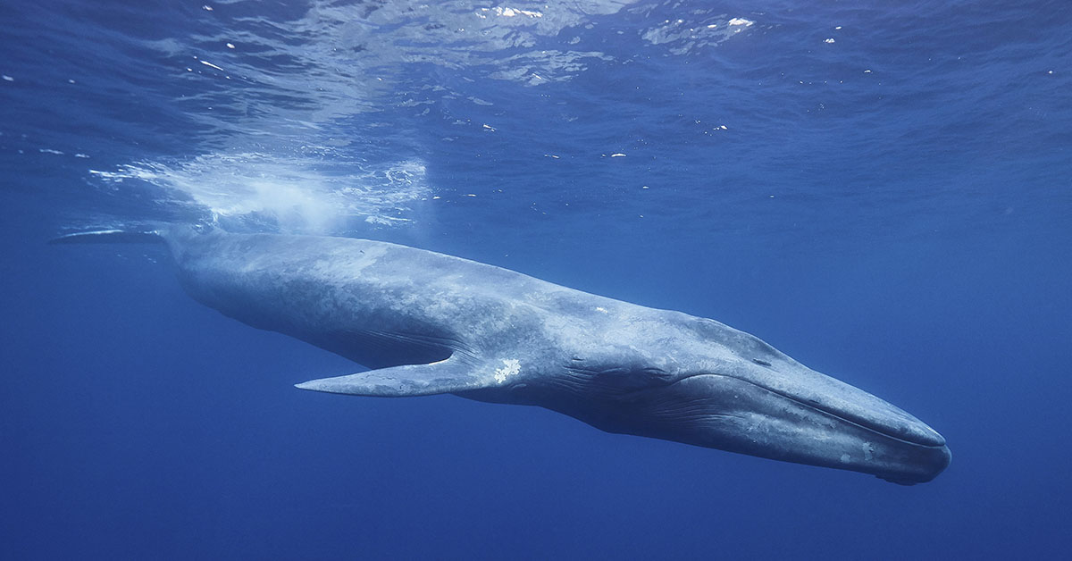 Blue Whales Are Going Silent, and Scientists Are Worried — Here’s Why