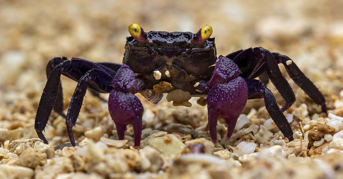 Rare Purple Princess Crabs Spotted in Thailand