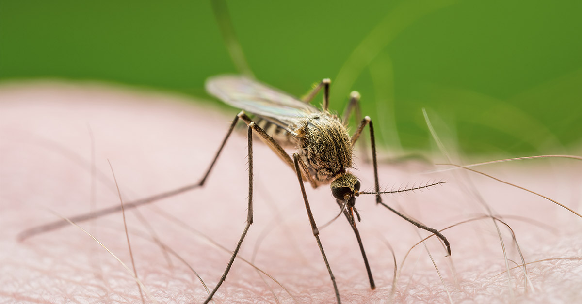 Mosquitoes Bite Less and Mate Less When Exposed to Skrillex Track