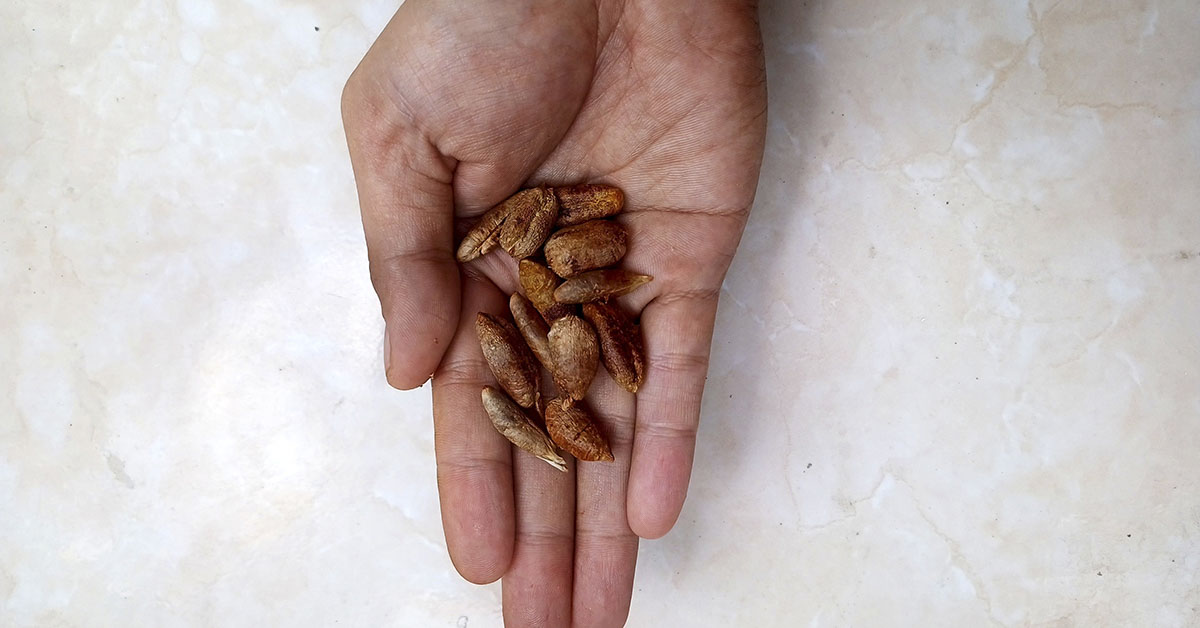 Date Seed Coffee: A Caffeine-Free Alternative with Surprising Benefits