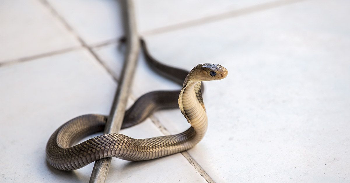 Proven Tips to Keep Snakes Out of Your Home and Protect Your Family
