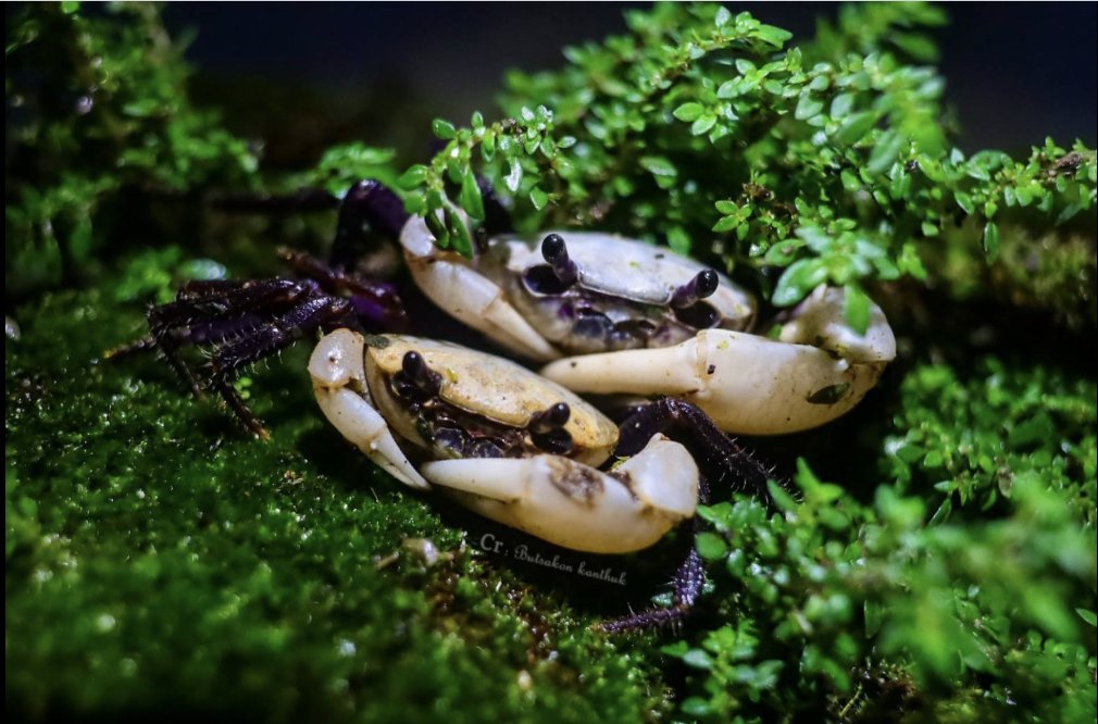 Panda crabs typically come in black and white, which makes the purple versions so much more unique.