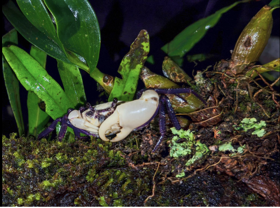The purple princess crabs live in the Kaeng Krachan National Park in Thailand.