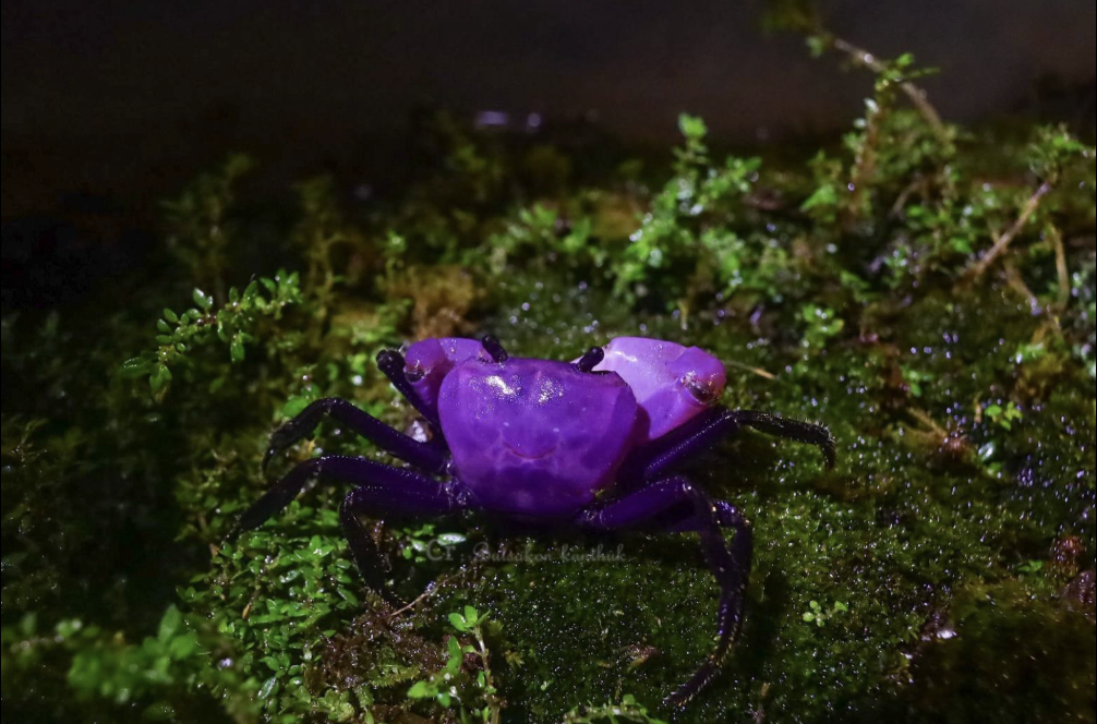 Purple princess crabs have distinct, bright, gem-like purple shells