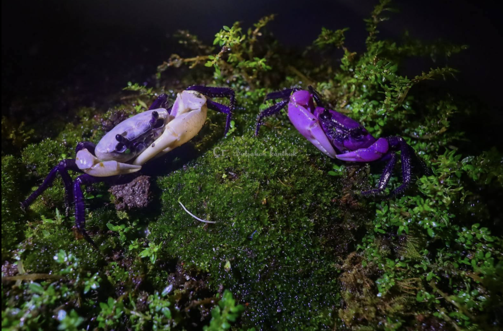 Purple princess crabs were named after Thai Princess Maha Chakri Sirindhorn