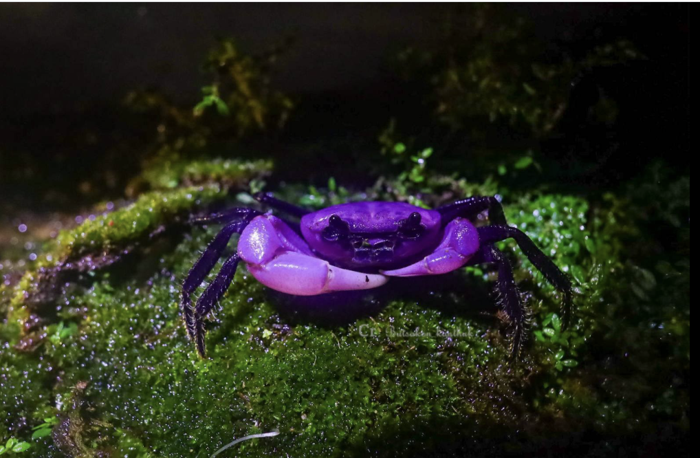 Purple princess crabs live around freshwater streams and under forest debris
