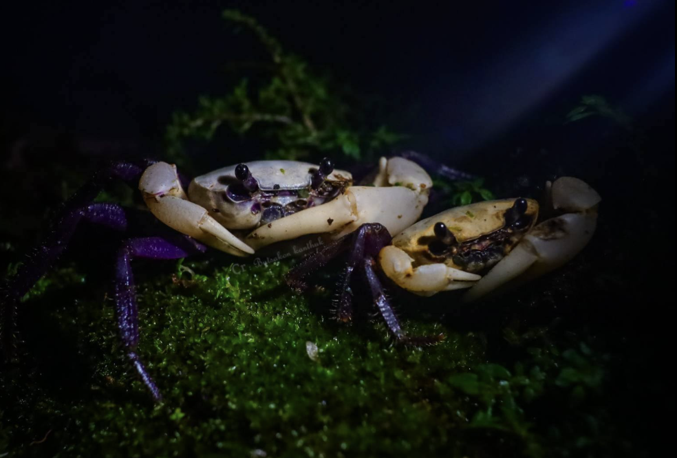 Purple princess crabs are indicator species, and indicate a thriving ecosystem.