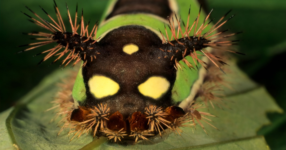 Touching This Caterpillar Could Be Fatal—Here’s Why