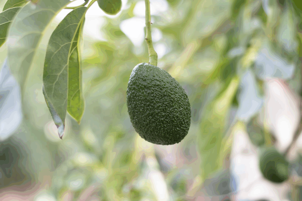 Growing fruit on a tree