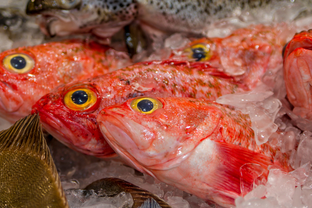 Orange roughy on ice