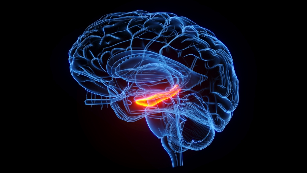 3D rendered medical illustration of the hippocampus. plain black background. professional studio lighting. lateral view