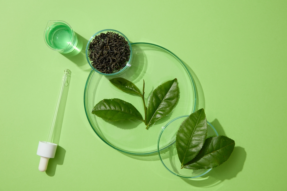 Fresh and dried green tea leaves displayed with a dropper and a beaker of green liquid. People have hailed the health benefits of Green tea (Camellia sinensis) for centuries