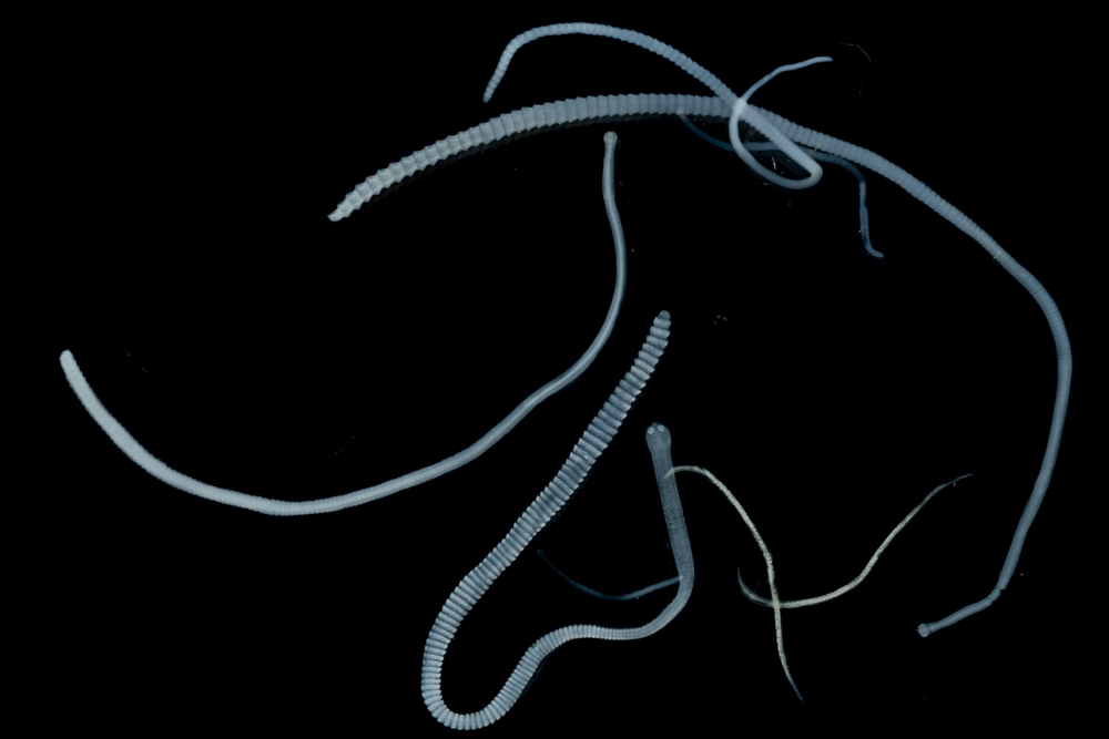 Tapeworms (Cestoda: Caryophyllidea), Parasites of Fish in Thailand.
