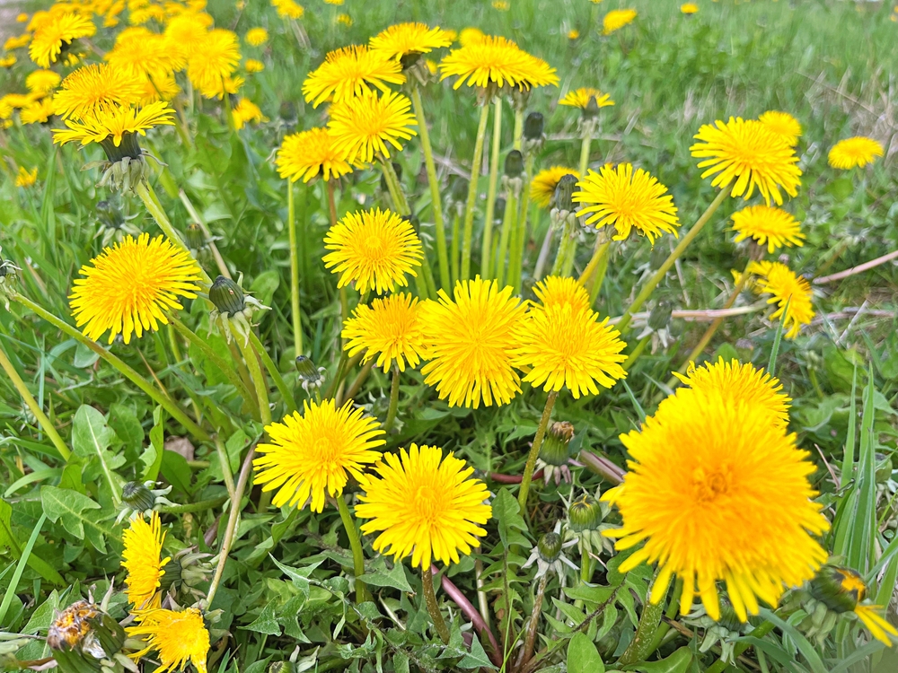 Yellow dandelion flowers (Taraxacum officinale). Dandelions field background on spring sunny day. Blooming dandelion