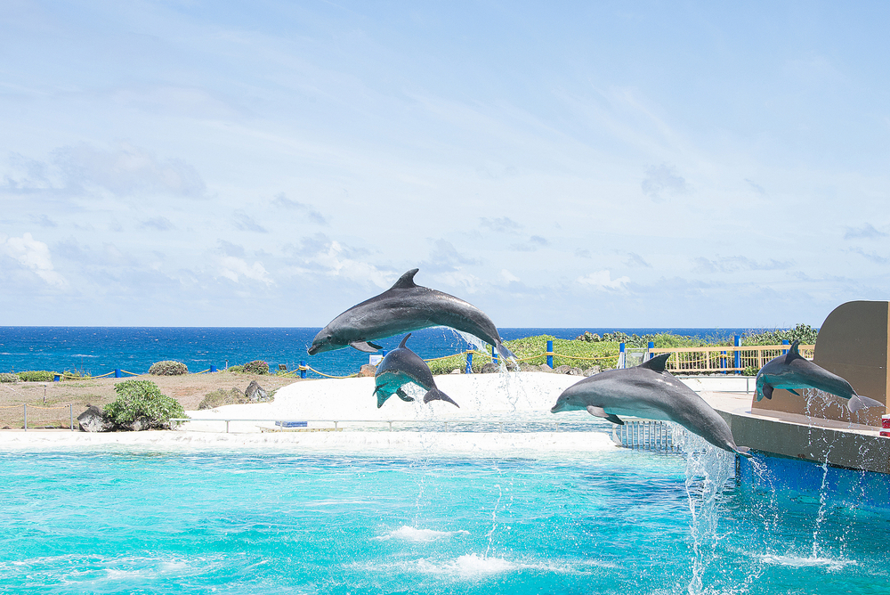Dolphins show on Hawaii islands near Honolulu.