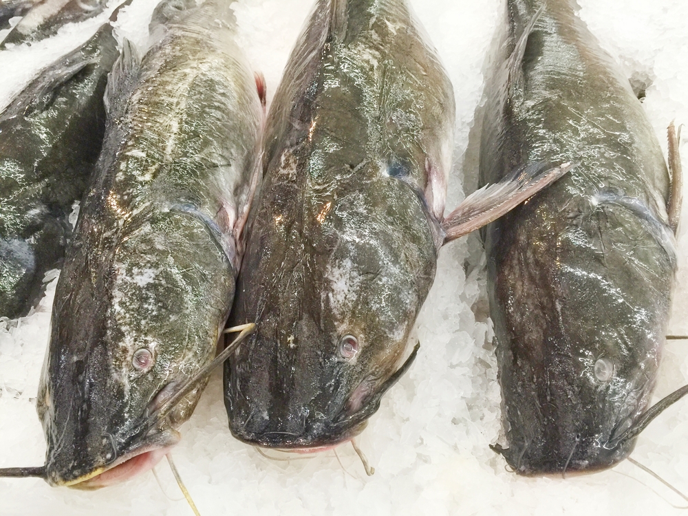 Fresh Catfish on ice decorated for sale at market - close up raw fish
