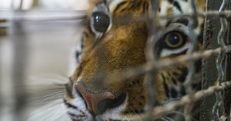 Tiger mom gives birth to lifeless cub – caretaker left astonished at her reaction - Featured image