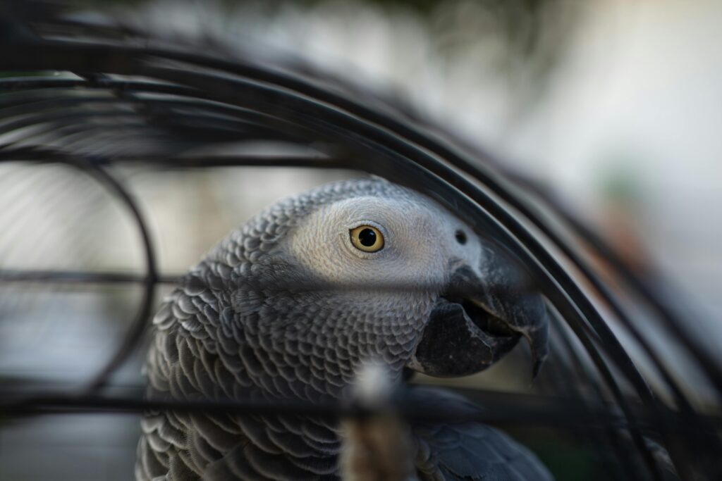Close-up of a Grey Parrot in a Cage
