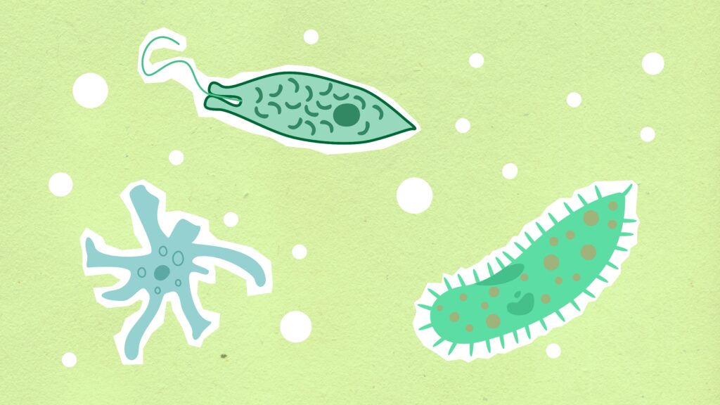Illustration of microbes and fungi that could be present in the mouth, which may led to cancer. Image Credit: Pexels