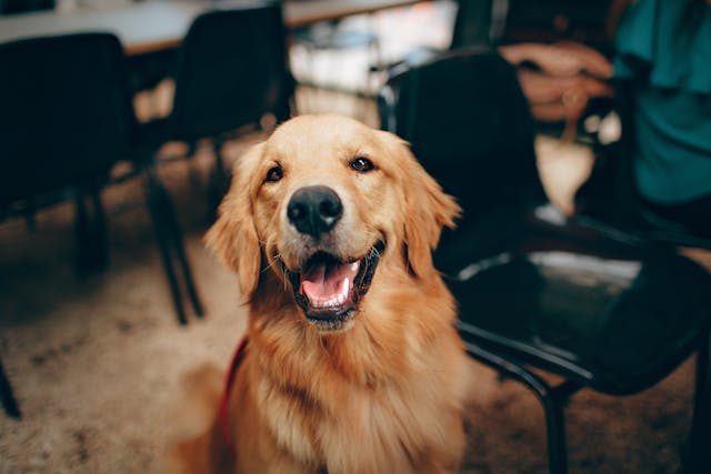 a close up of a dog. 