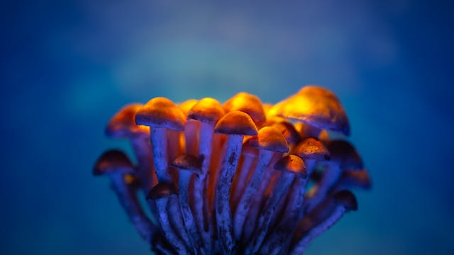 Psilocybin is the active compound in  magic mushrooms