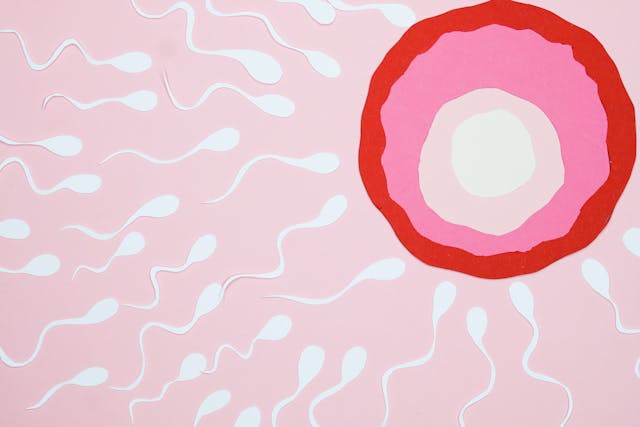 sperm swimming towards an egg.