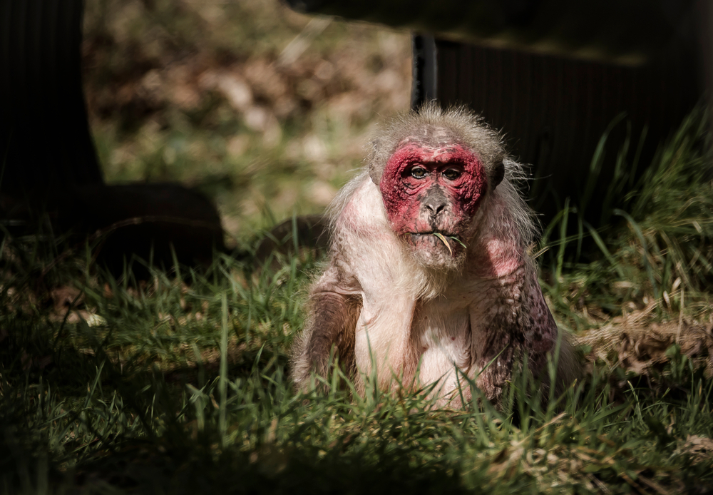 A rescued lab monkey with very damaged skin. 