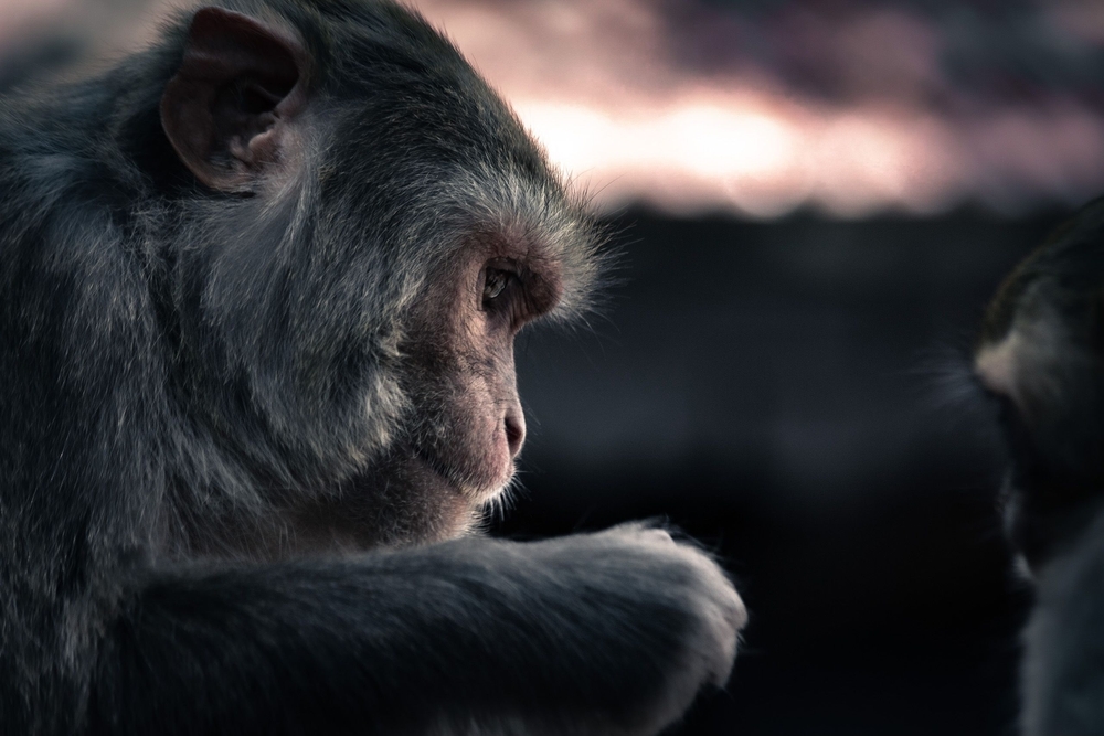 A closeup of a rhesus macaque, Macaca mulatta.