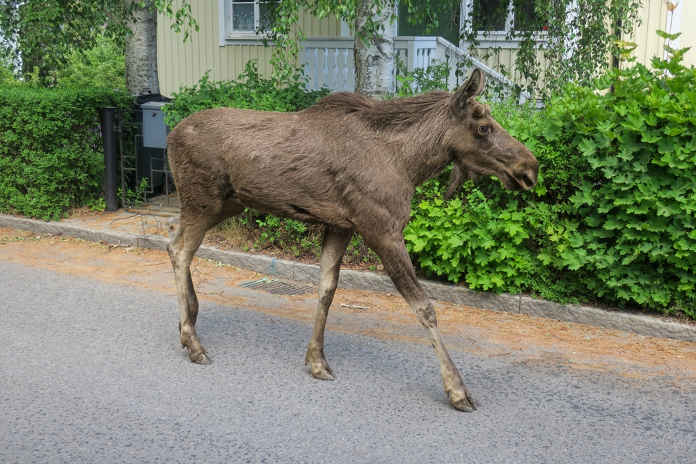16 Incredible Photos That Prove Life in Sweden Is Stranger Than You Think