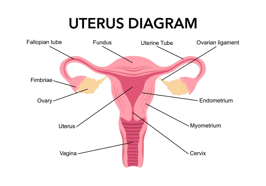 Uterus. Women Health. Female reproductive system, cycle. Human anatomy. Diagram of the location of the organs of the uterus, cervix, ovaries, fallopian tubes. Vector illustration in flat style.