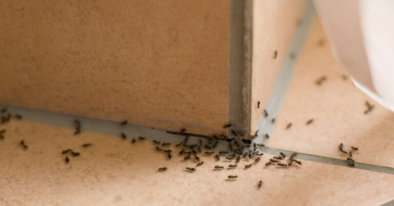What The Universe Is Trying to Tell You When Ants Invade Your Home - Featured image