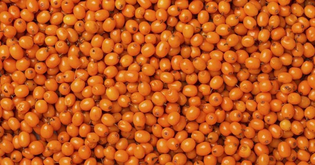 Health Benefits of Sea Buckthorn Berry: Nutrition, Immunity, and More - Featured image