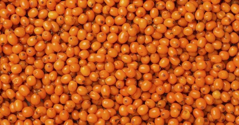 Health Benefits of Sea Buckthorn Berry: Nutrition, Immunity, and More - Featured image
