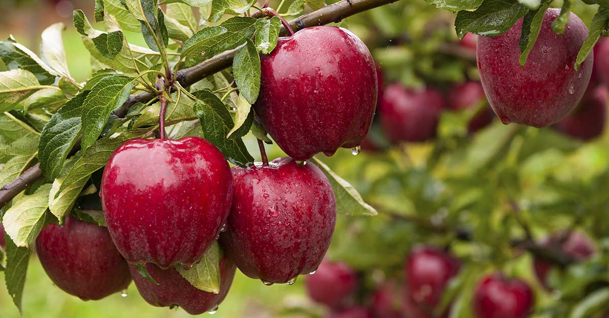 An Apple a Day? 5 Benefits of Apples From Gut Health to Weight Loss