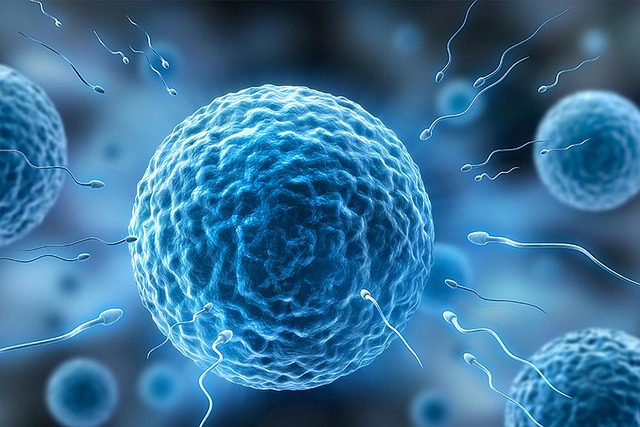 sperm and eggs