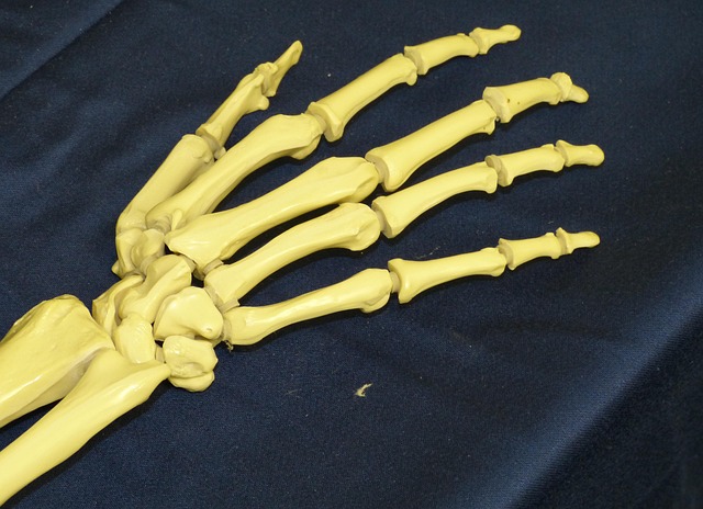 skeleton