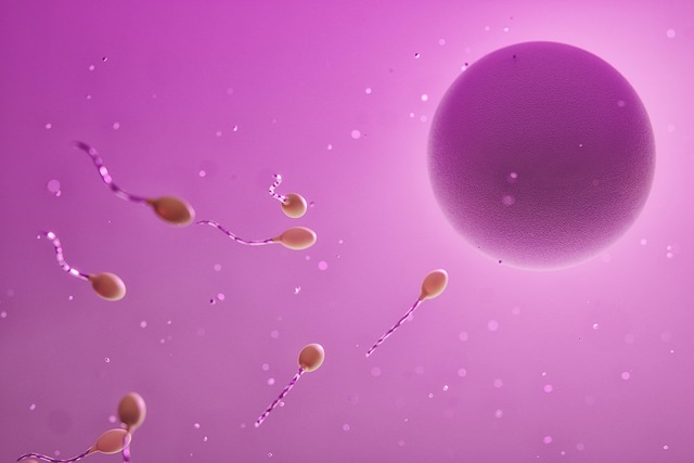 sperm and eggs