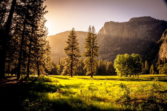 a clearing in a forest