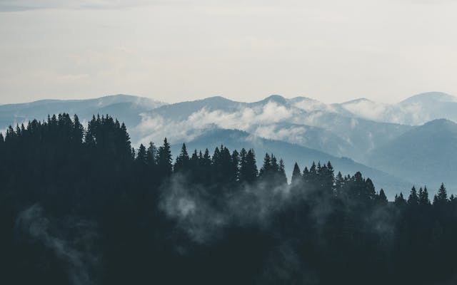 mountains and forest