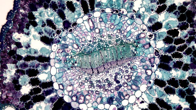 close up of a cell