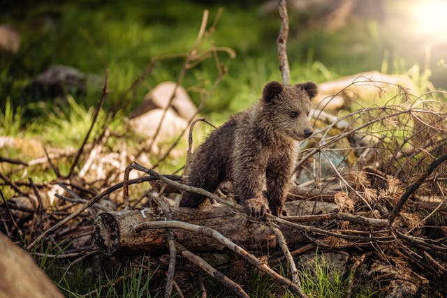a small bear crossing the forest