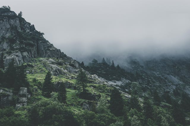 misty forest