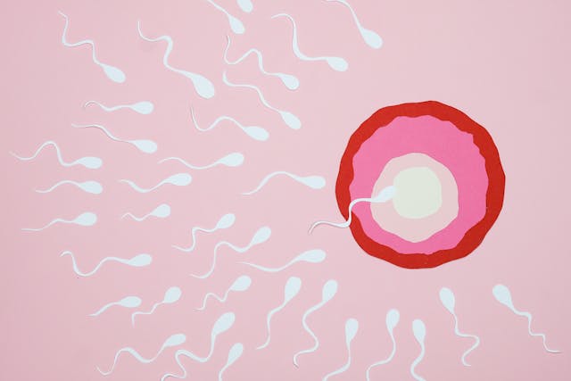Sperm and egg