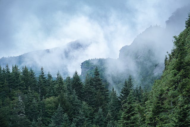 misty mountain forest