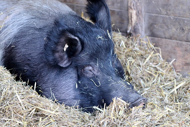 A pig
