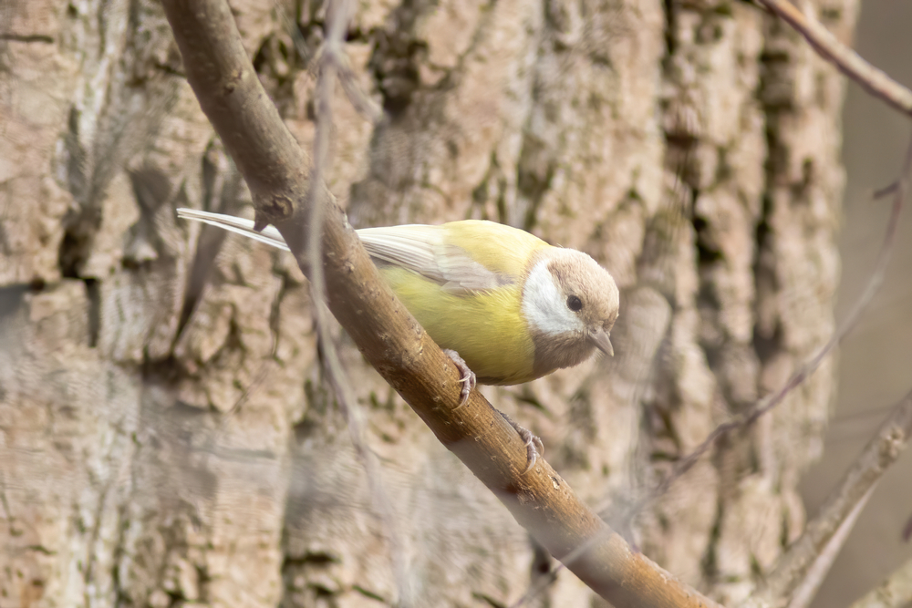 Xanthochromism of great tit - very rare color mutation