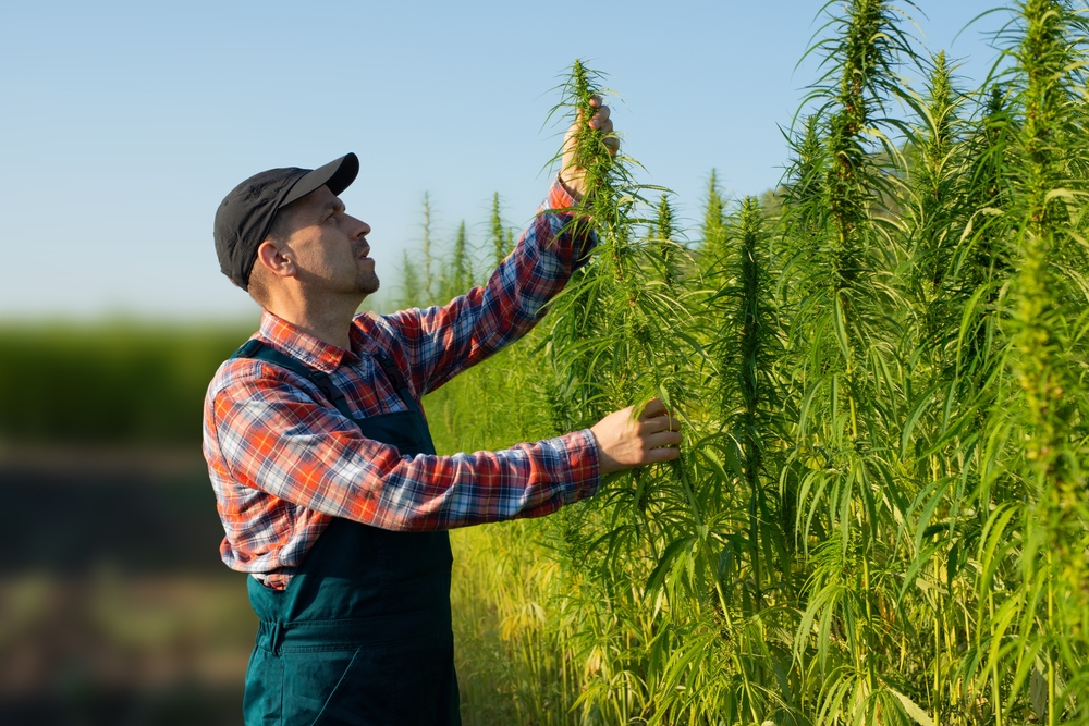 Caucasian middle aged male farmer checking industrial hemp stalks at field sunset time