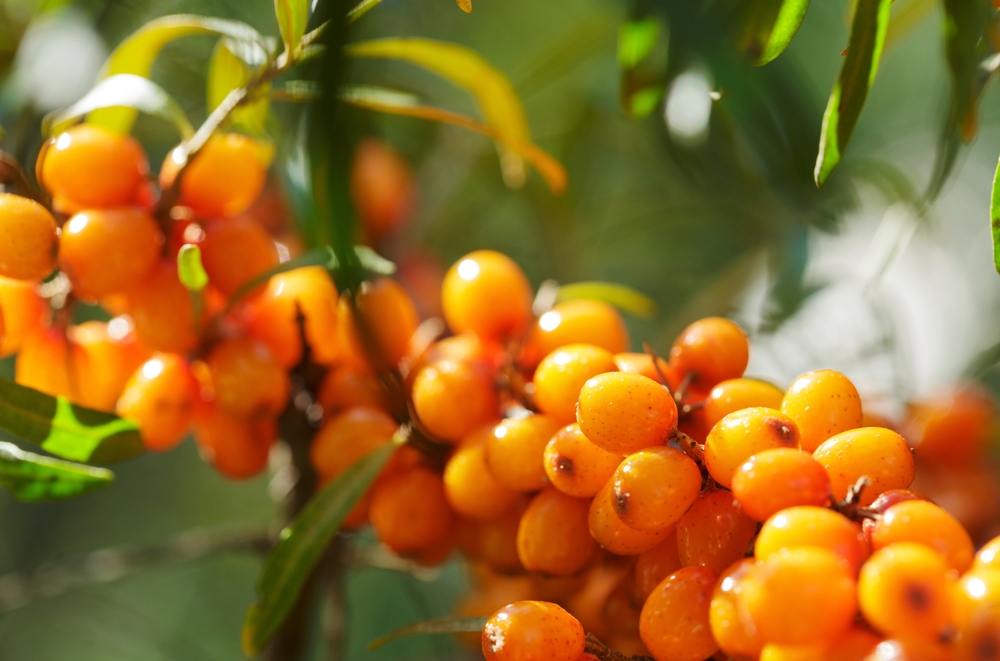 close up of ripe sea buckthorn berries on a tree