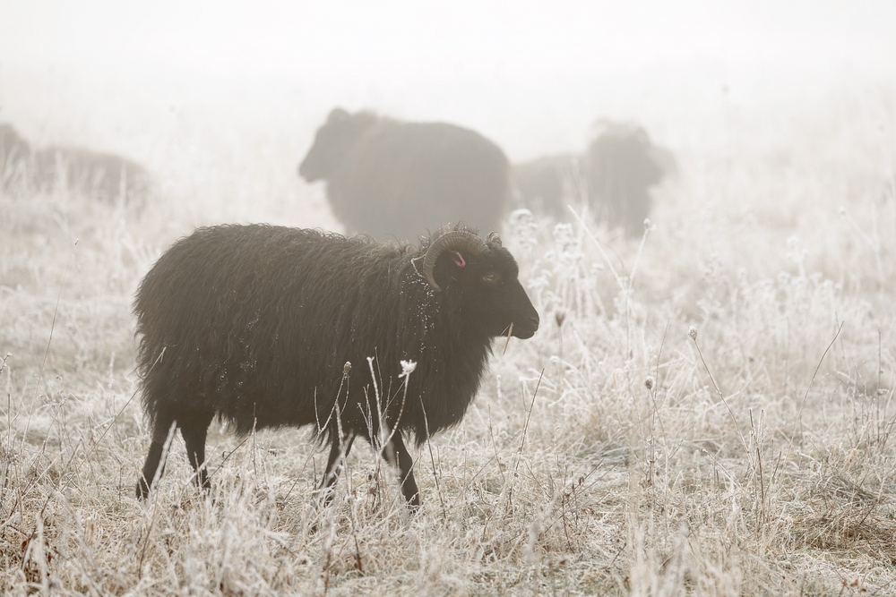 Hebridean sheep on a frosty, foggy morning in January 2025, tranquil image, plain colours, frosty grass, defocussed sheep to rear of shot, single focussed sheep in foreground