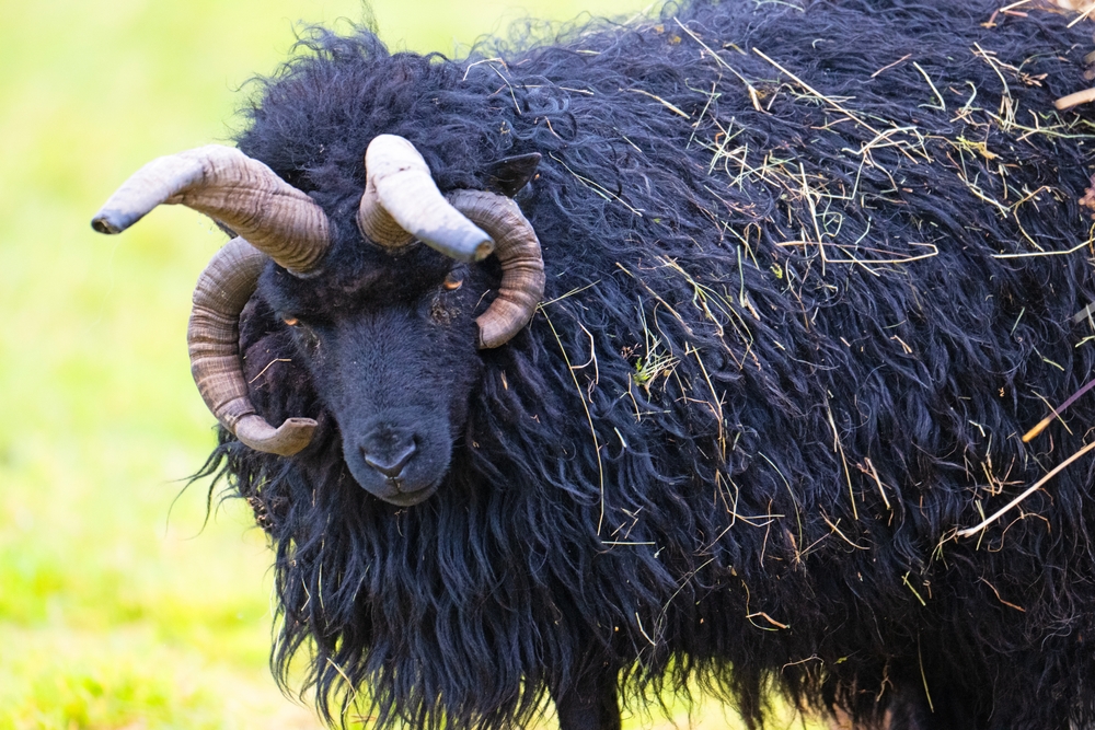 Capturing a very healthy Hebridean sheep roaming in a meadow on the Isle of Mull, in the Scottish Highlands.